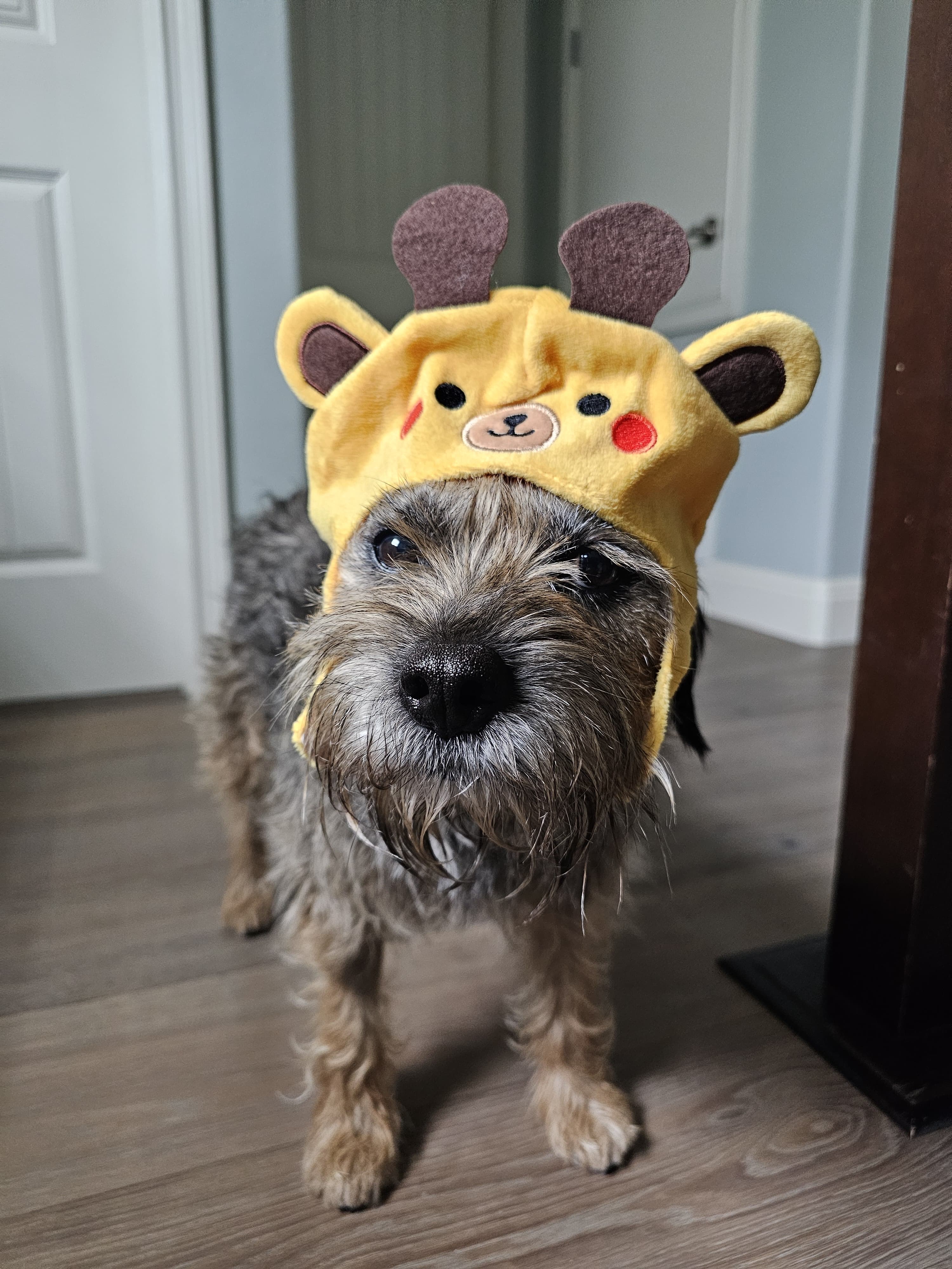 Benji the dog